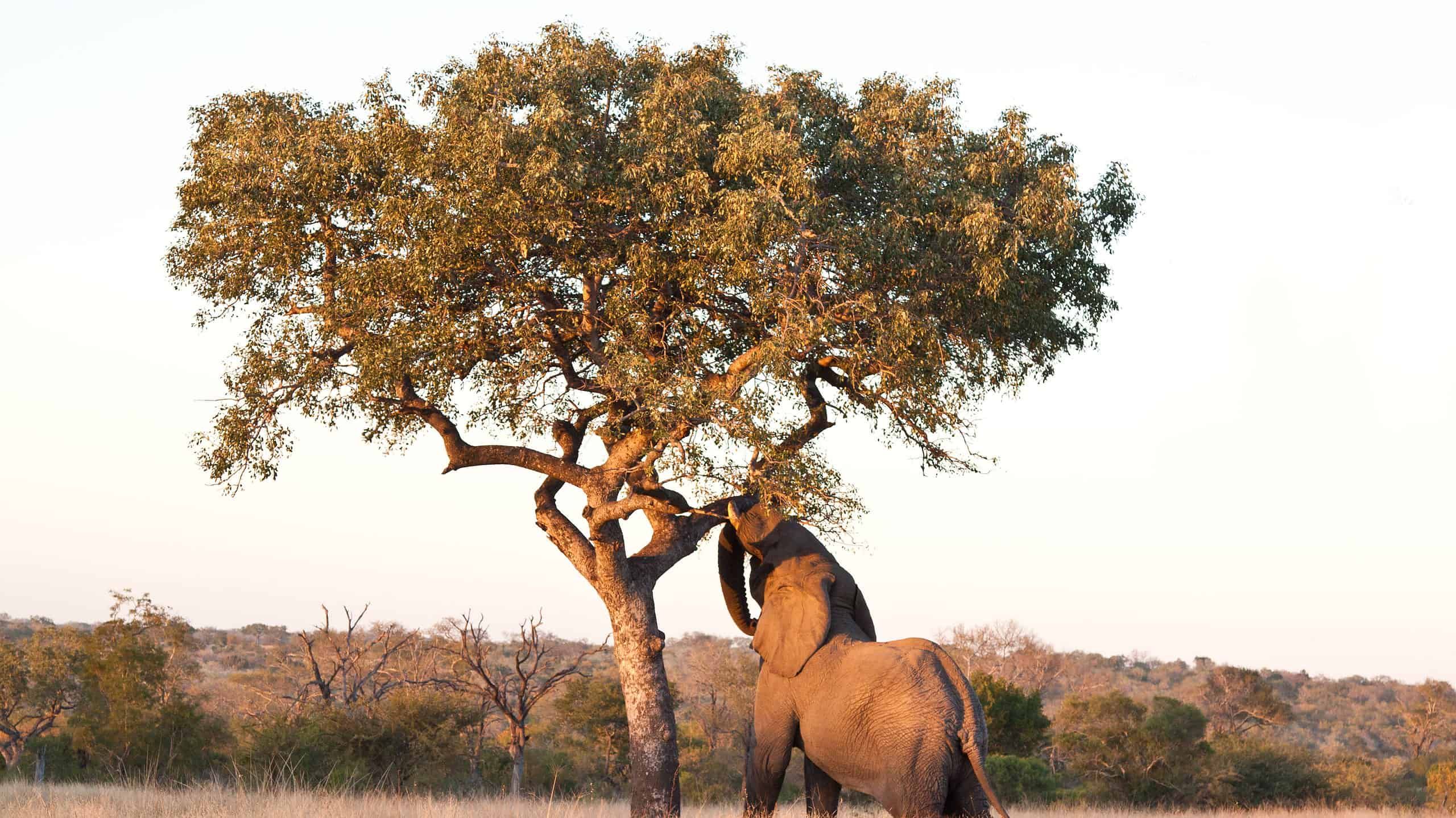 Sudafrica: Safari e Avventura