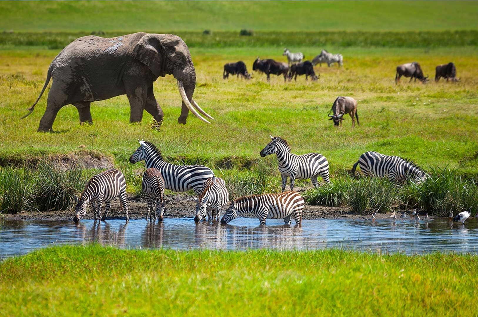 Safari in Sudafrica: guida completa